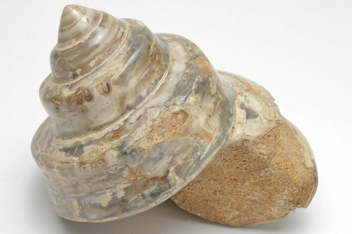 Polished Fossil Gastropod (Pleurotomaria) - Madagascar #207538